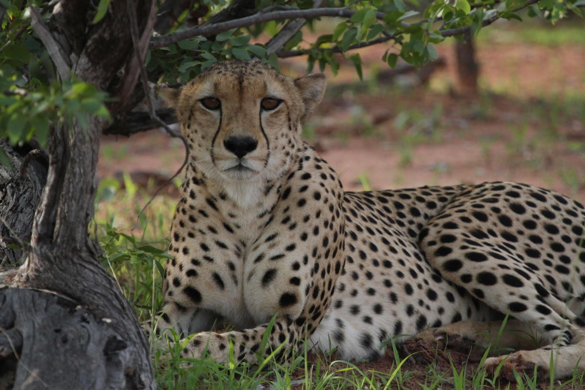 Changa Safari Camp Matusadona National Park Exterior foto